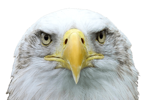 Dream about white eagle