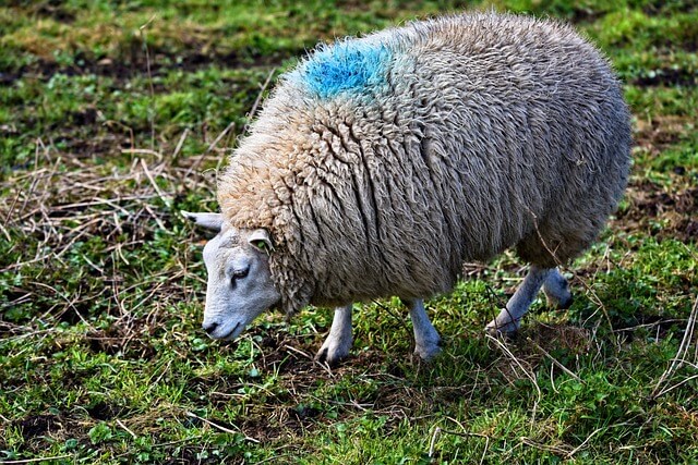 dream about blue sheep