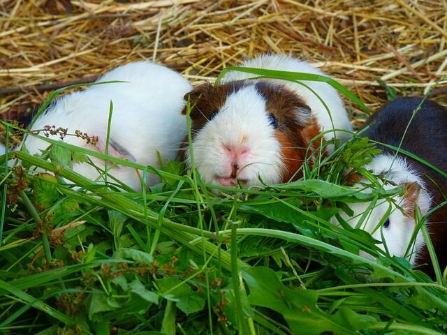 Dream about guinea pigs
